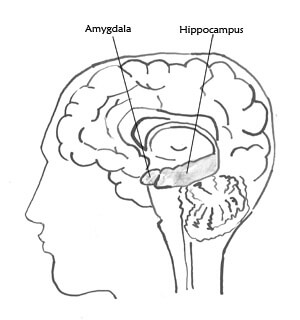 Bild eines Gehirns